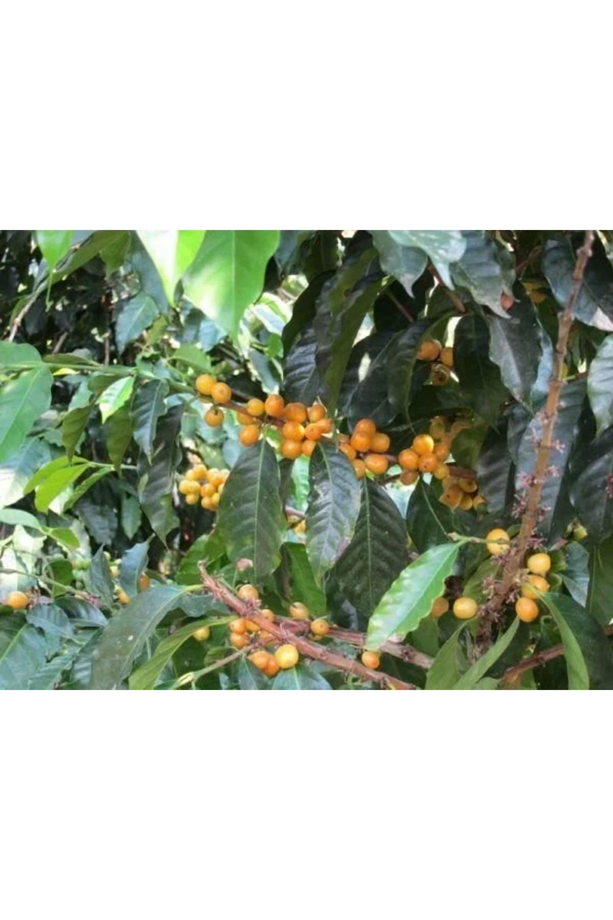 Guatemala Nitelikli Kahve Çekirdeği