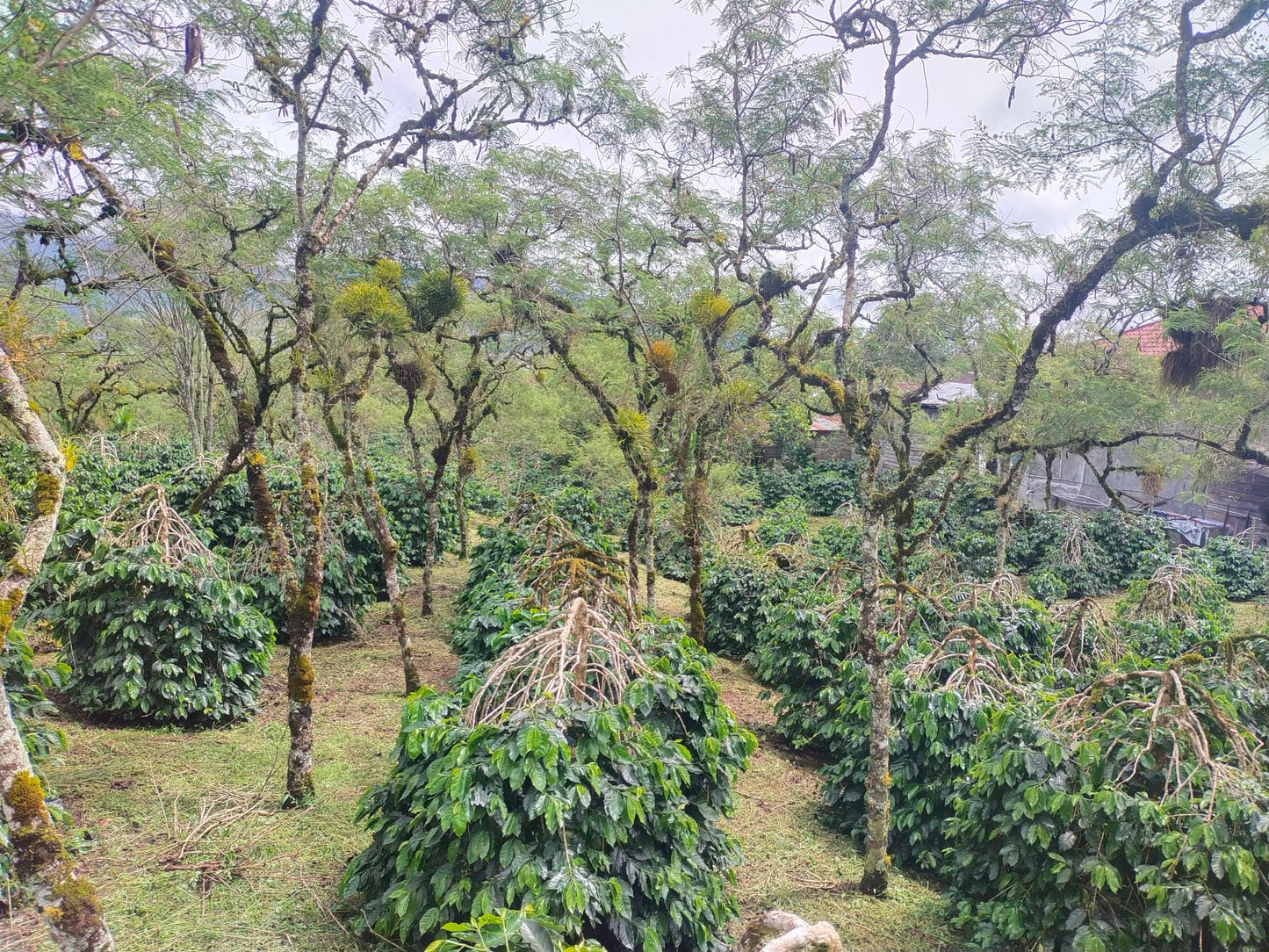 Endonezya Sumatra Blue Mandheling (Orang Utan) - 250gr