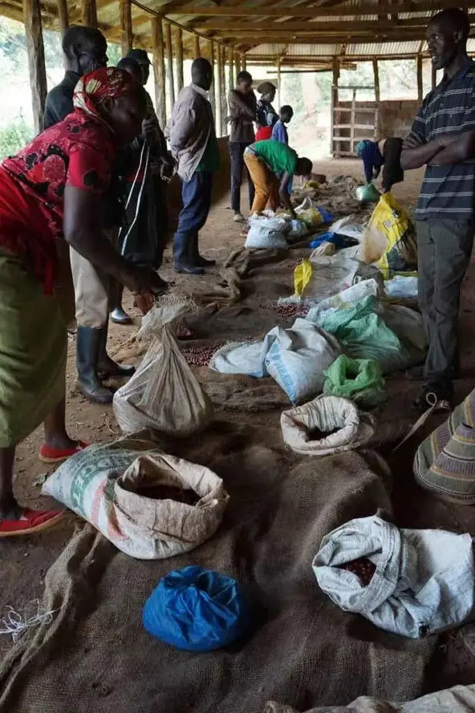 Kenya Nyeri Kiandu AA
