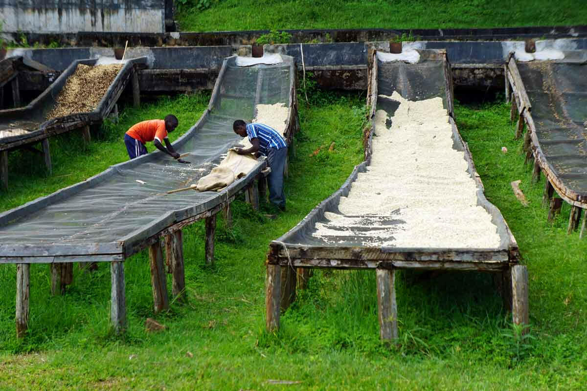 Kenya Taze Kahve Çekirdeği