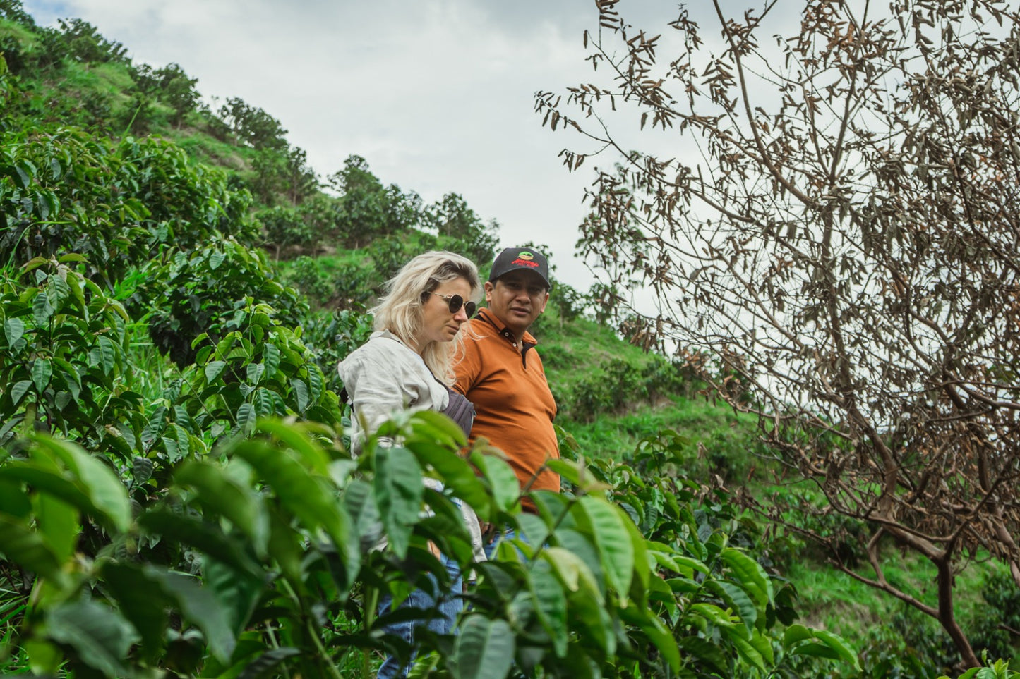 Kolombiya Huila Finca El Progreso