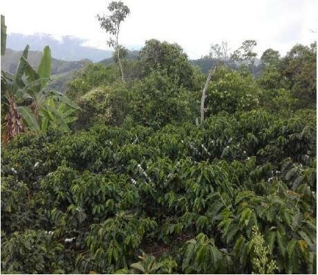 La Huaca nitelikli taze kahve çekirdeği