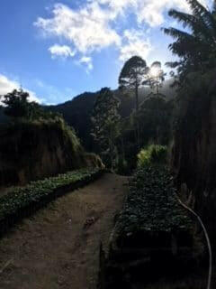 Los Congos Taze Nitelikli Kahve Çekirdekleri