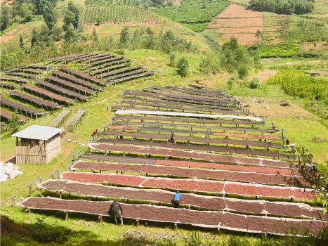 Burundi Kahvesi Nedir? Tat Profili, Kökeni ve Demleme Rehberi
