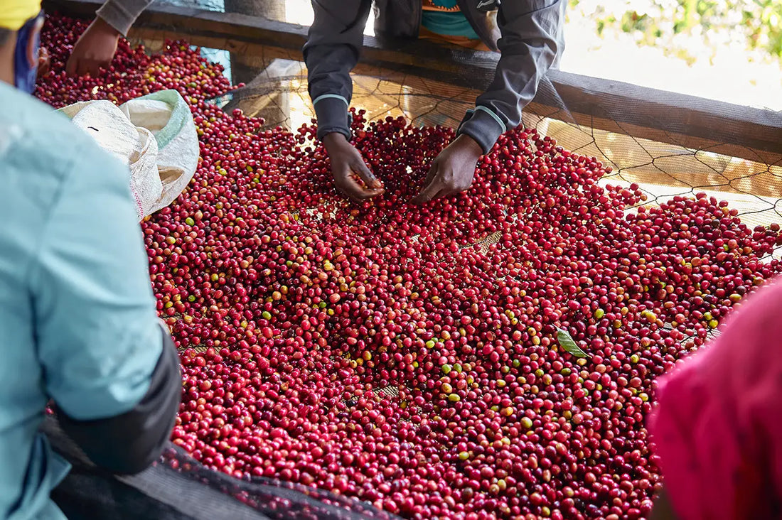 Damak Zevkinize Göre Hangisi: Etiyopya mı, Kolombiya mı?