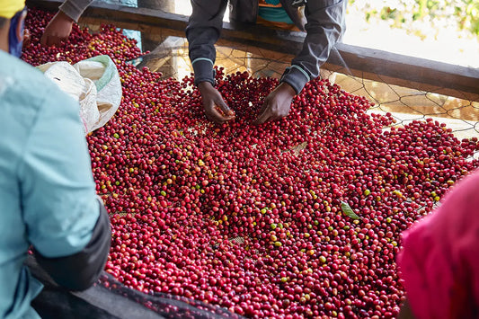 Damak Zevkinize Göre Hangisi: Etiyopya mı, Kolombiya mı?