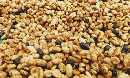 Honey Process Kahve Nedir? Natural ve Washed ile Farkı