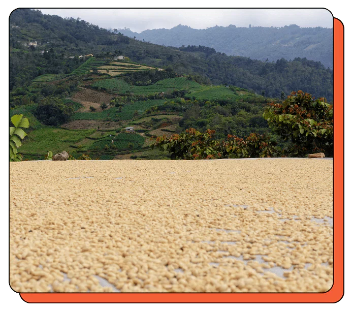 Guatemala Kahvesi Nedir? Huehuetenango ve Tat Profili