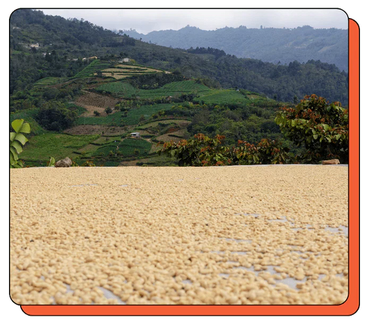 Guatemala Kahvesi Nedir? Huehuetenango ve Tat Profili