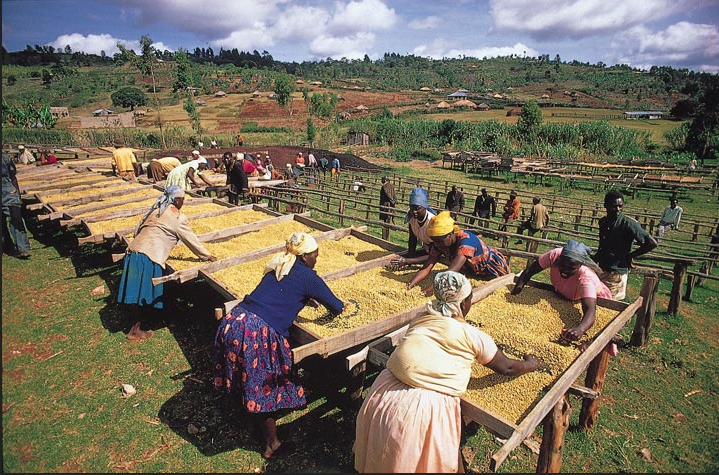 Kenya Kahvesi Nedir? Tat Profili ve Neden Bu Kadar Özel?