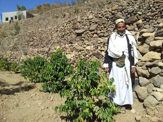 Yemen Kahvesi: Kahvenin Gerçek Anavatanı — Tarih, Kültür ve Tat Profili