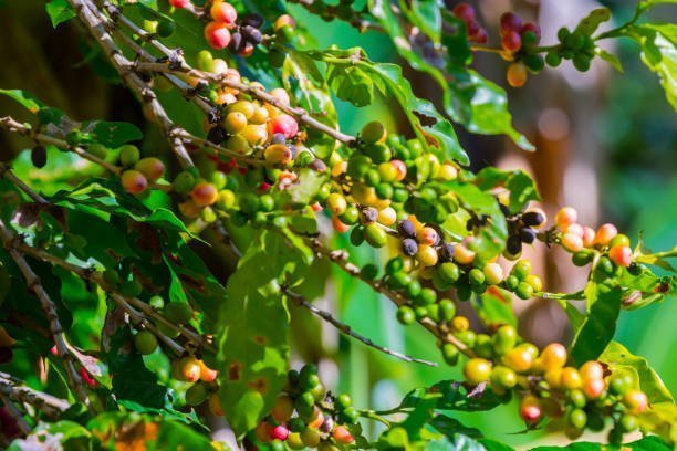 Meksika Veracruz Monte Azul - 250gr