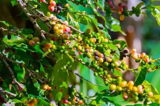 Meksika Veracruz Monte Azul - 250gr - Perk Up Coffee