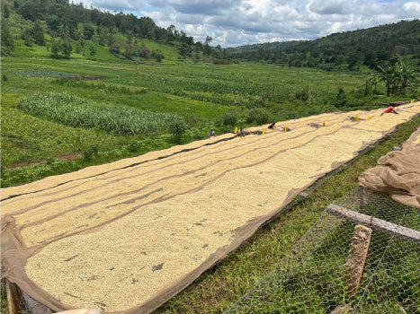 Burundi Kayanza Rumanda