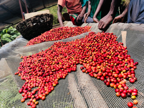 Burundi Kayanza Rumanda