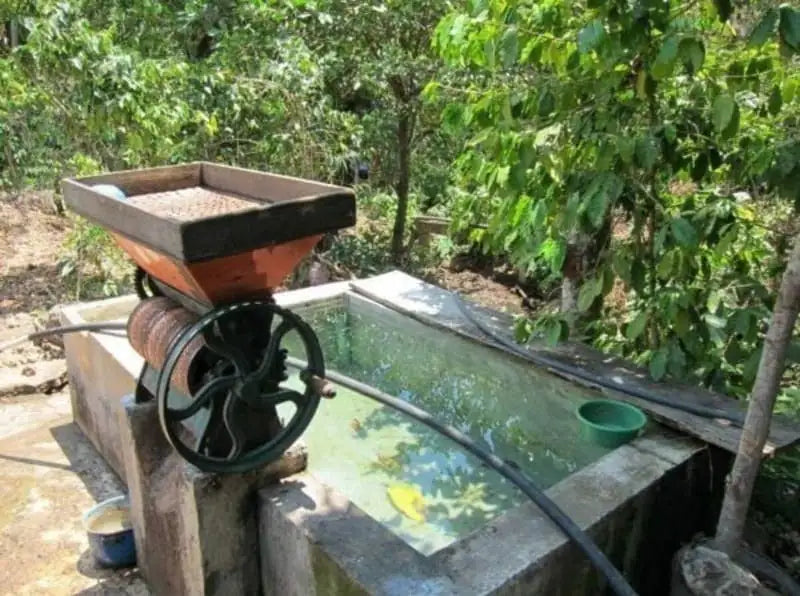 Guatemala Huehuetenango Kahve Çekirdeği