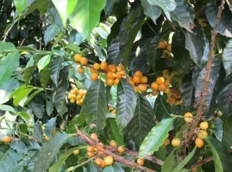 Guatemala Nitelikli Kahve Çekirdeği