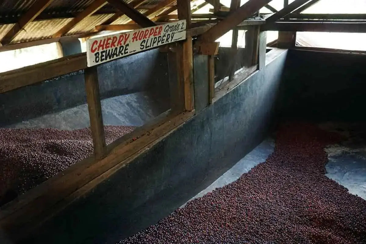 Kenya Nyeri Kiandu AA