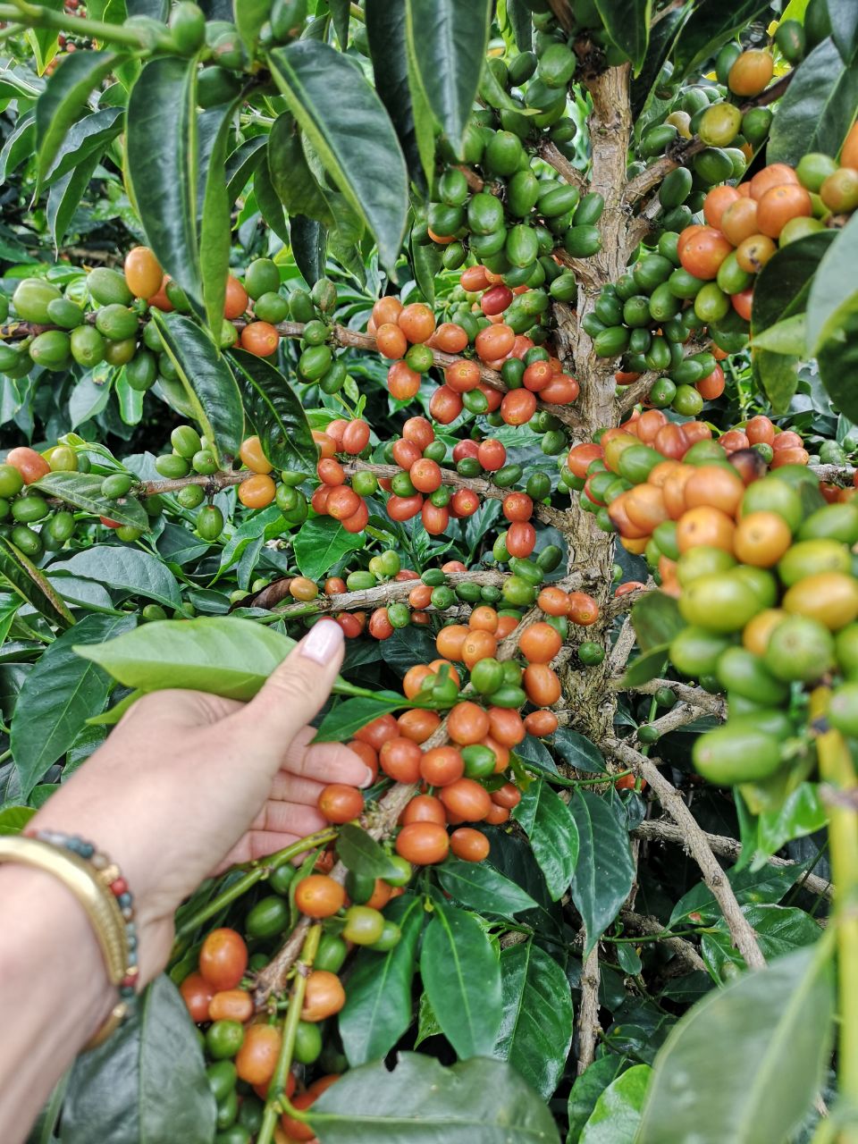 Kolombiya Huila Finca El Puente