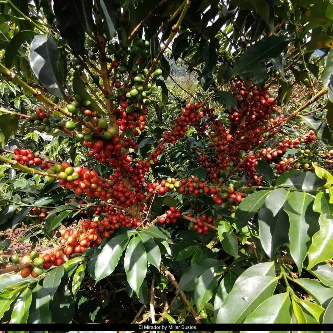 Ruanda Nyamasheke  Baho