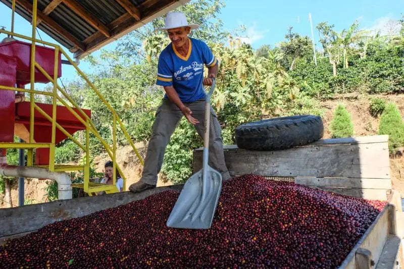 Meksika Veracruz Monte Azul - 250gr - Perk Up Coffee