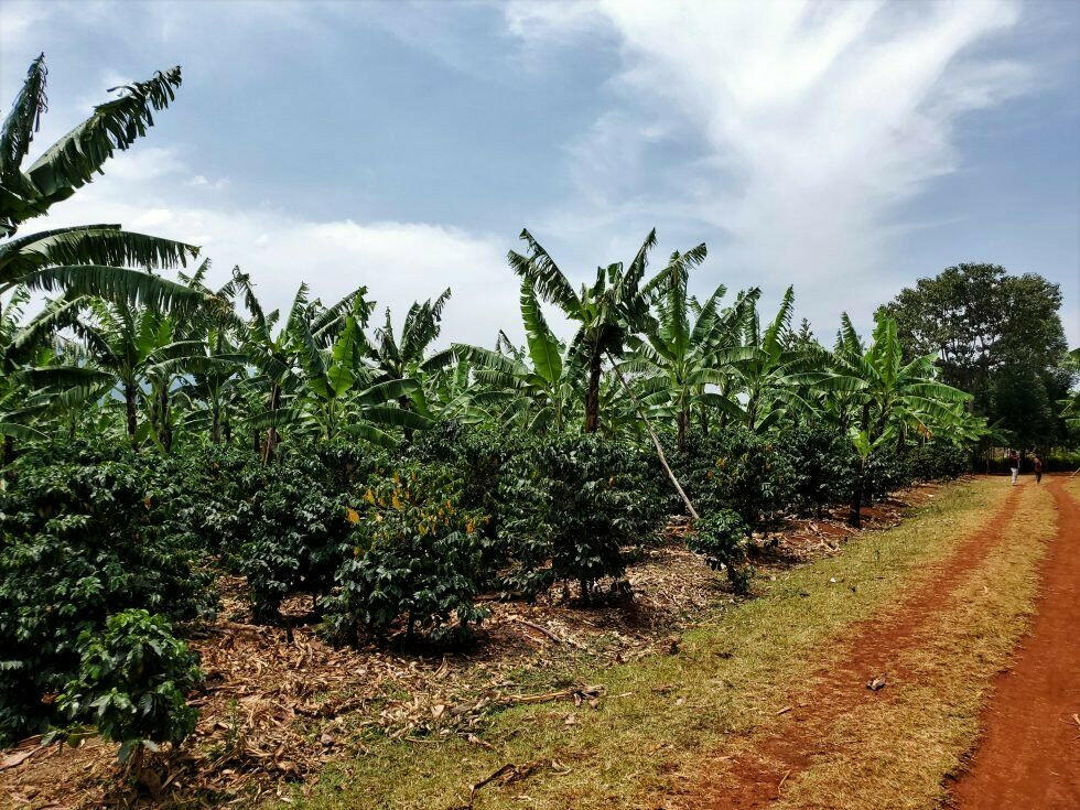 uganda sipi falls 250gr nitelikli taze kahve çekirdeği
